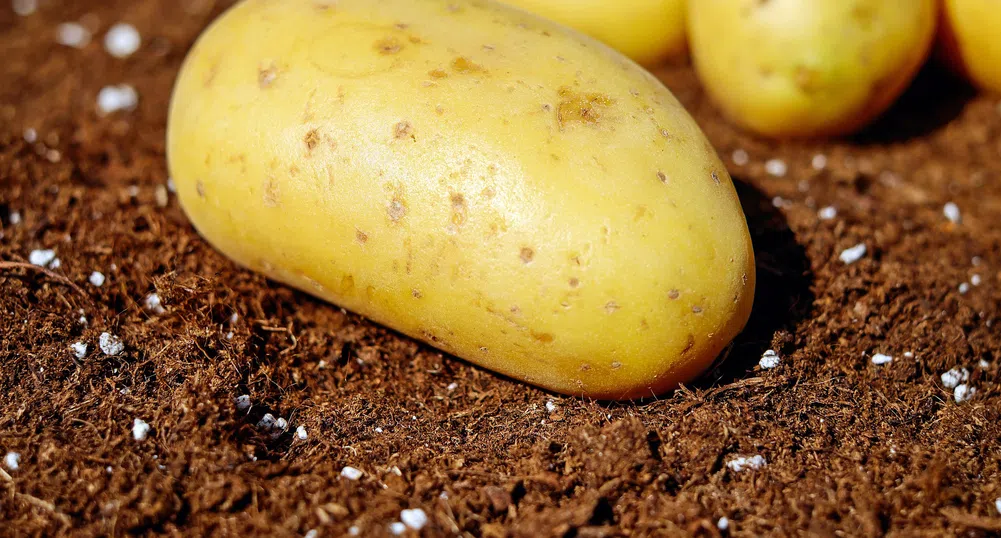 История на картофа или защо трябва да започнем да ядем буболечки
