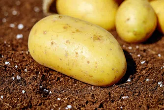 История на картофа или защо трябва да започнем да ядем буболечки