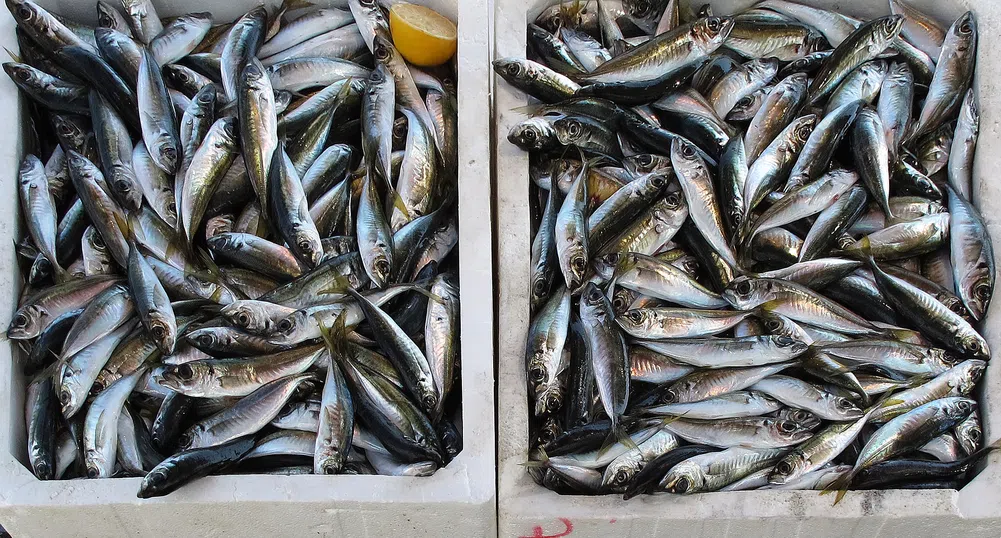 Рибен пазар в центъра на София предлага пресни морски дарове