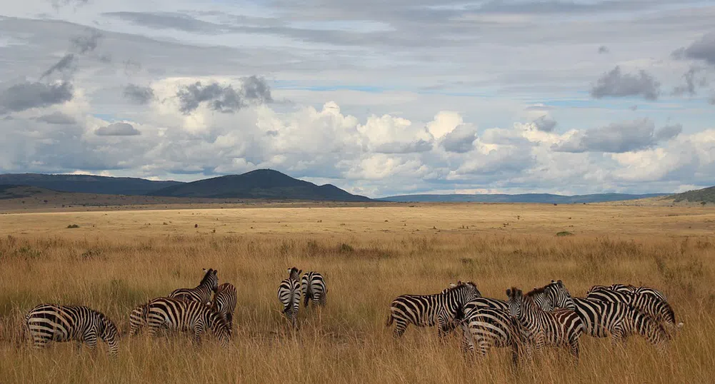 Зебра на точки заснеха в Кения (снимки)