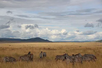 Зебра на точки заснеха в Кения (снимки)