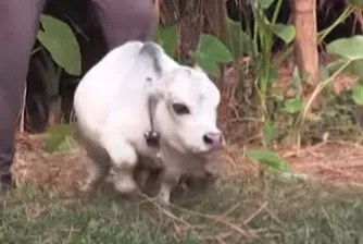 Крава-джудже се превърна в туристическа атракция