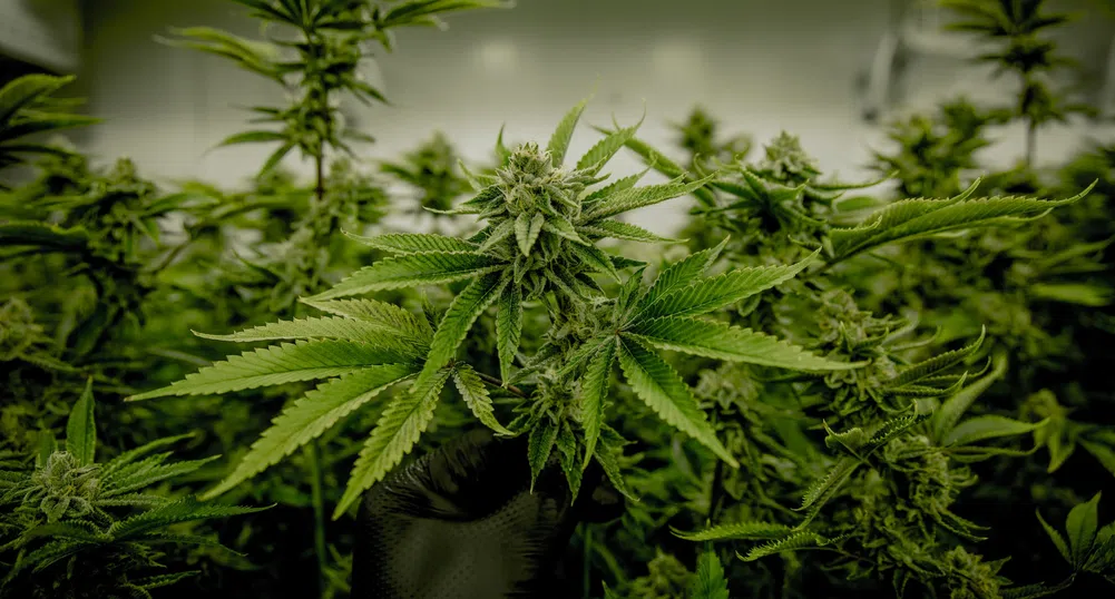 В Люксембург ще могат да отглеждат до четири растения марихуана вкъщи