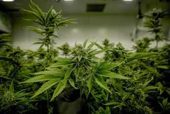 В Люксембург ще могат да отглеждат до четири растения марихуана вкъщи