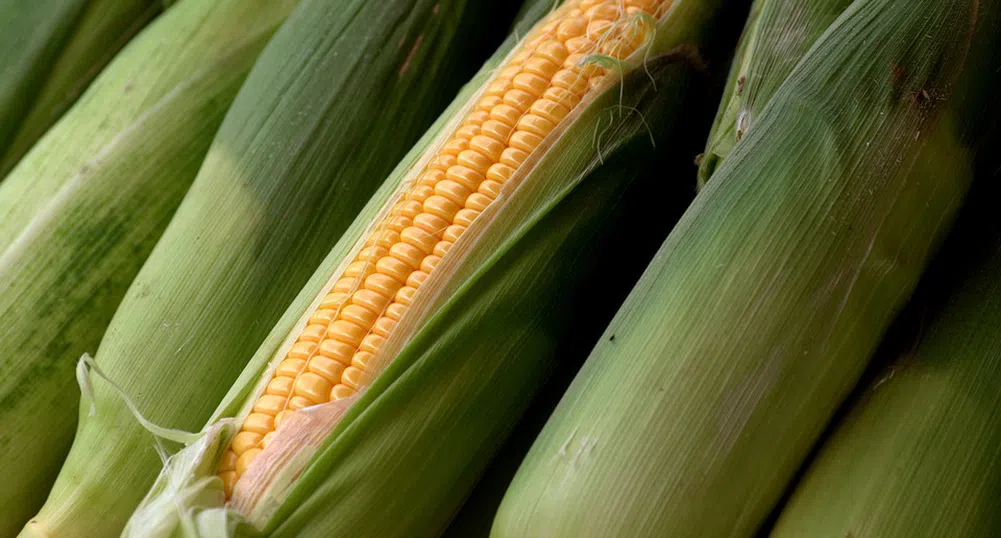 Неотслабващото търсене на царевица от страна на Китай ще повиши още цените