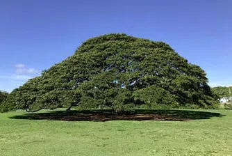 Защо това дърво е едно от най-обичаните в Япония?