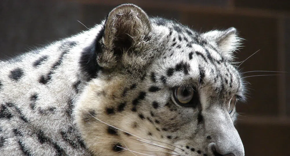 Три снежни леопарда се разболяха от COVID-19