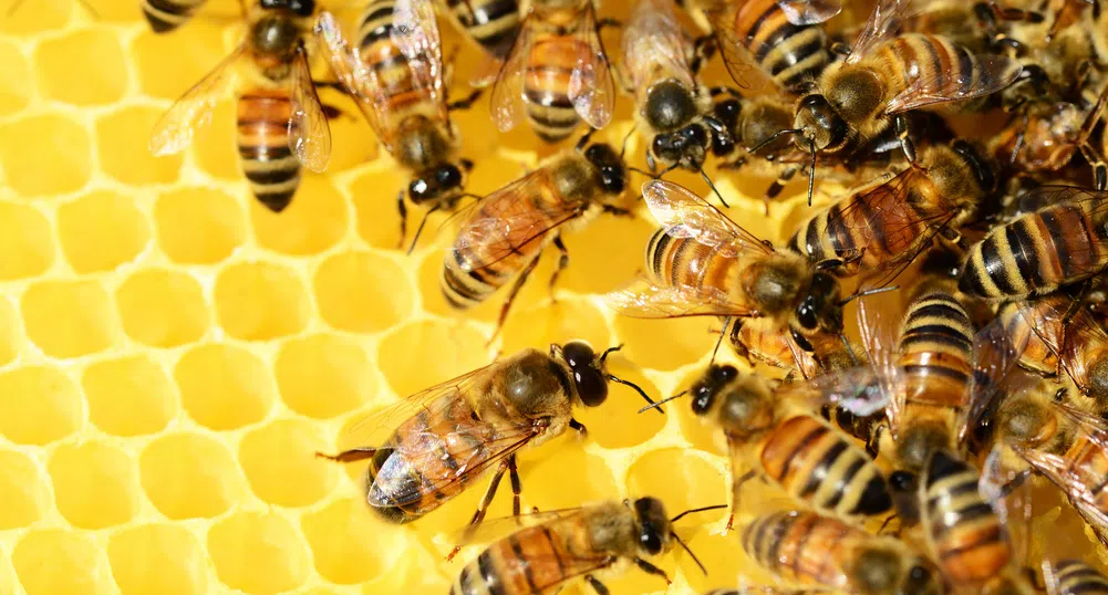 Финландски учени разработиха ваксина за пчели