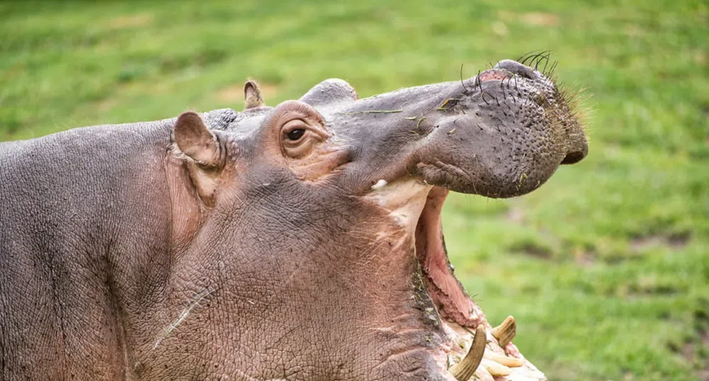 Хипопотамите могат да различават гласовете на своите приятели