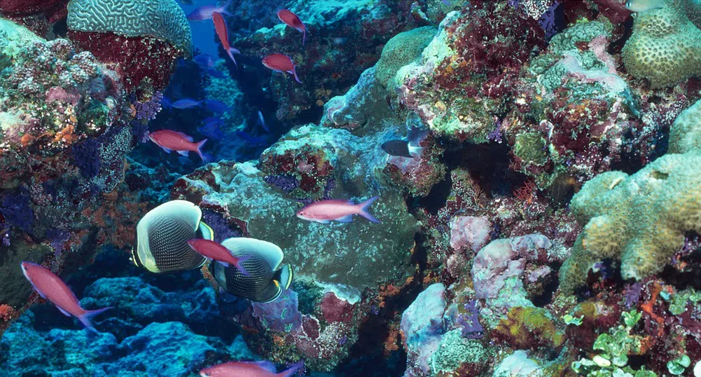 Колко струва Големият бариерен риф?