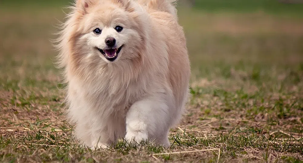 Това са най-скъпите породи кучета в света