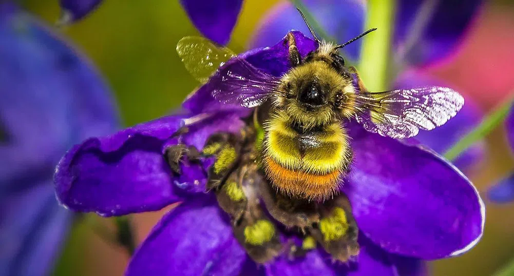 Американска компания представи първата в света ваксина за пчели