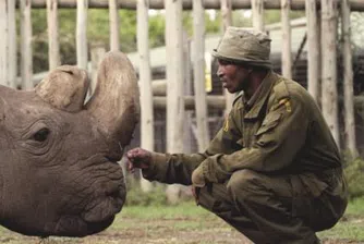 Почина последният мъжки северен бял носорог в света