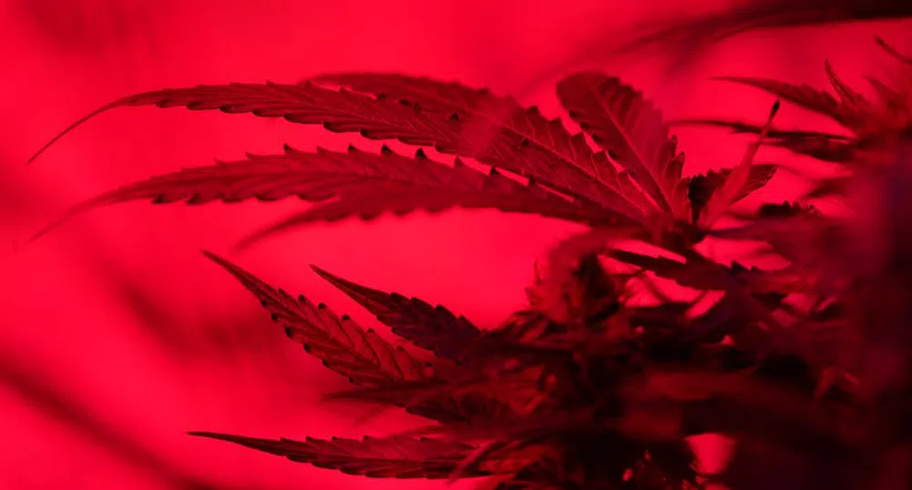 Подкрепата за легализацията на канабиса в Германия леко расте