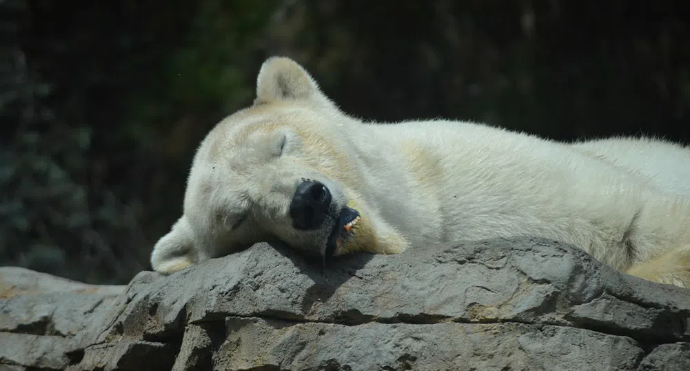 Роботизирани вълци пазят японски град от набези на мечки