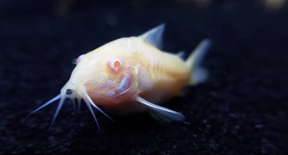 Природни чудеса: Рибата, която плува с главата надолу