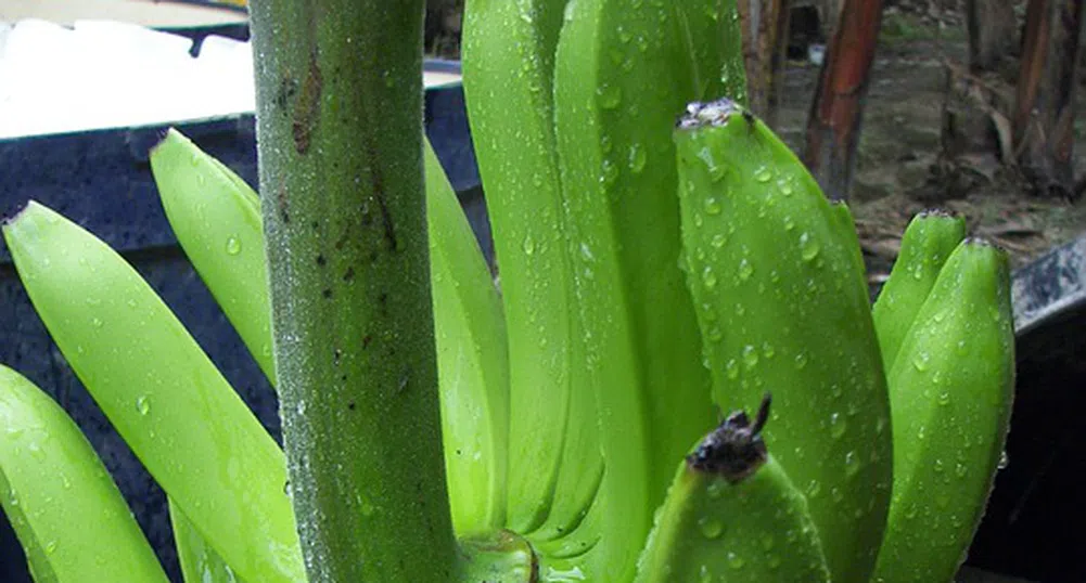 Бананите - такива, каквито ги познаваме, са на изчезване