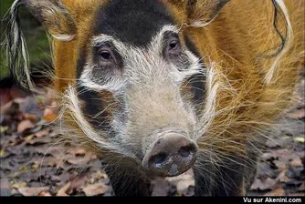 Софийският зоопарк търси пари за женско четкоухо прасе