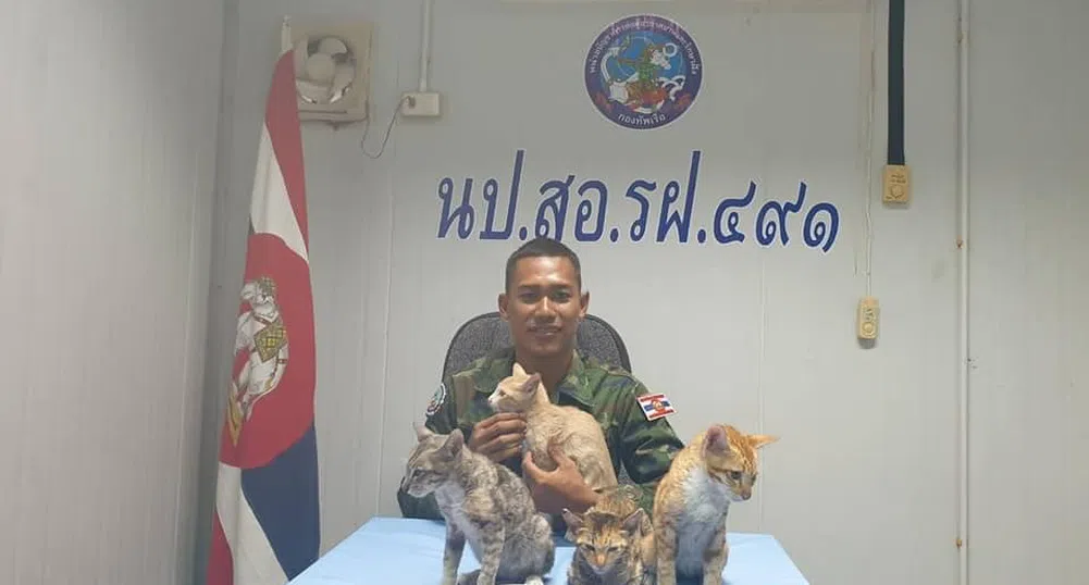 Военноморските сили на Тайланд спасиха четири котки от горящ кораб