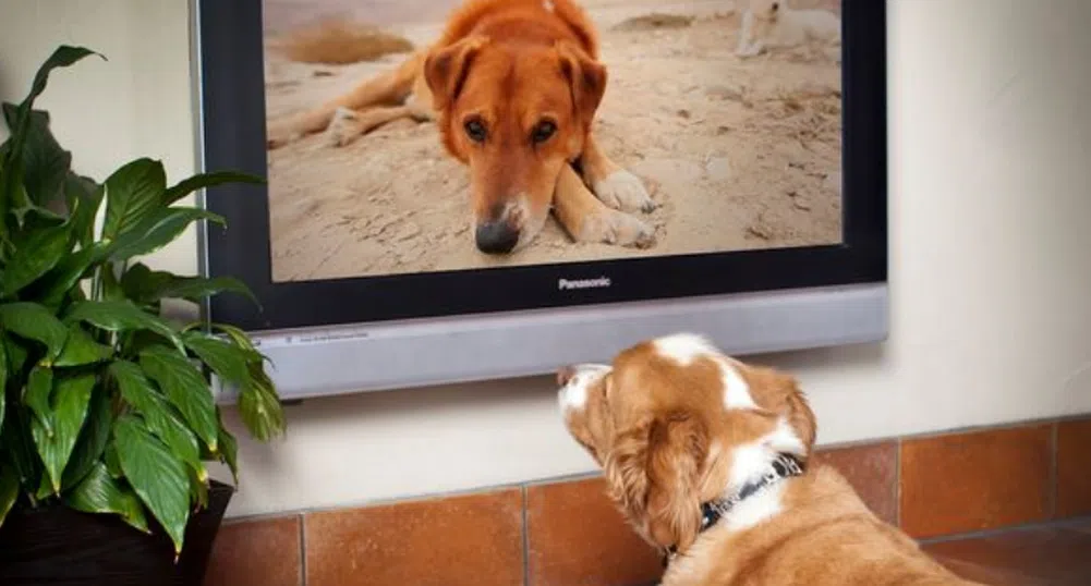 Телевизионен канал успокоява кучетата, когато са сами у дома