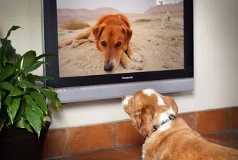 Телевизионен канал успокоява кучетата, когато са сами у дома