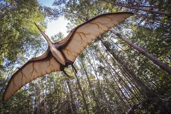 Откриха огромен летящ динозавър до Трън