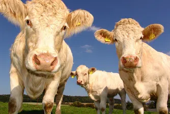 Швейцарските крави остават без рога