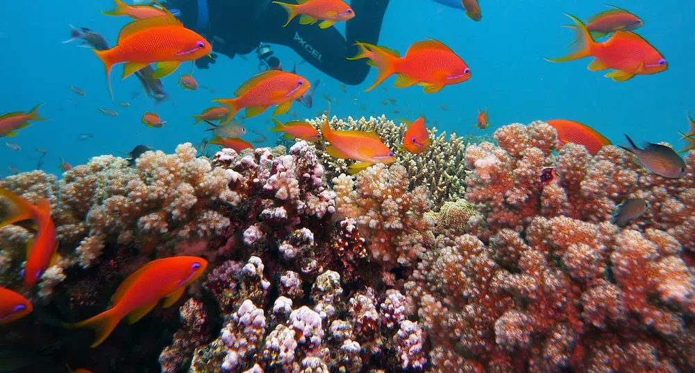 Откриха коралов риф край бреговете на Италия