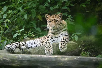 Рядък вид леопард се роди в зоопарк в Калифорния (снимки и видео)
