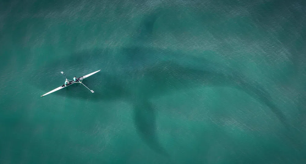 Огромна акула забелязаха в Мексиканския залив (видео)