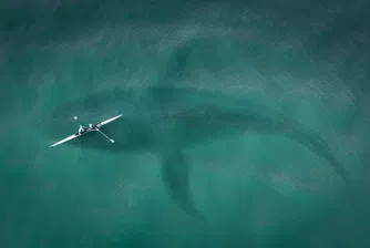 Огромна акула забелязаха в Мексиканския залив (видео)