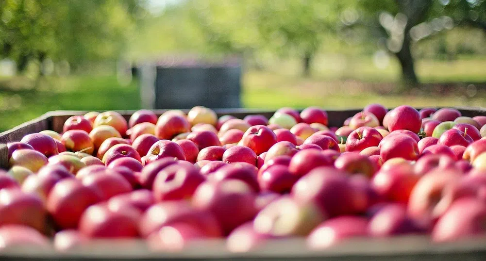 Селското ни спопанство произведе продукция за 8.5 млрд. лв през 2019 г.