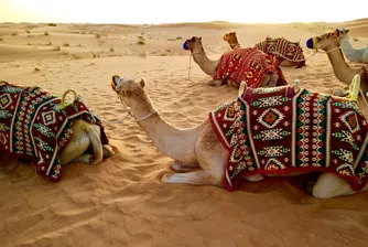 Клонирането на камили е скъп и все по-търсен бизнес в Дубай