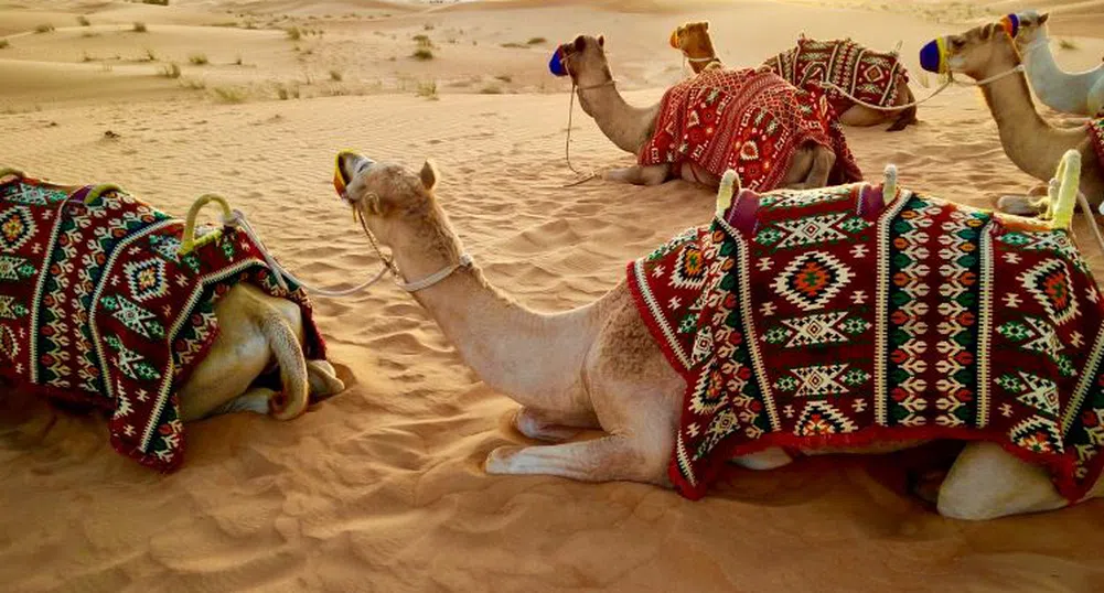 Клонирането на камили е скъп и все по-търсен бизнес в Дубай