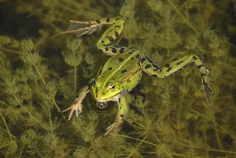 Консумацията на жабешки бутчета в ЕС превръща земноводните в изчезващ вид