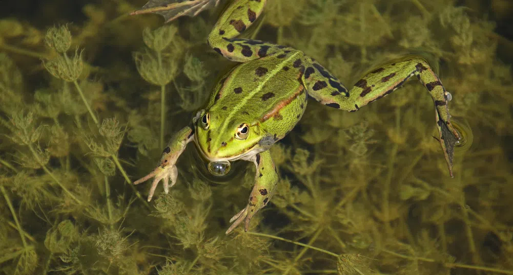 Консумацията на жабешки бутчета в ЕС превръща земноводните в изчезващ вид