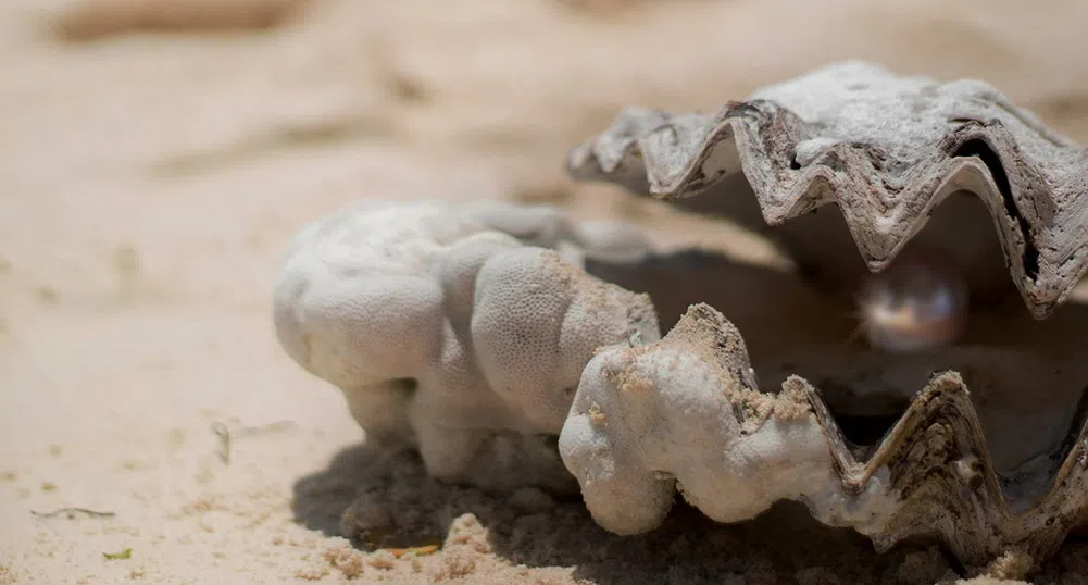 Най-старата перла в света откриха край Абу Даби