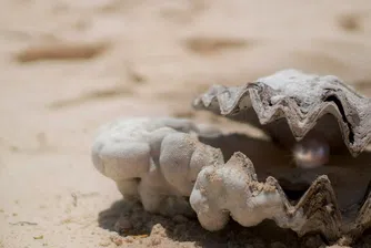 Най-старата перла в света откриха край Абу Даби