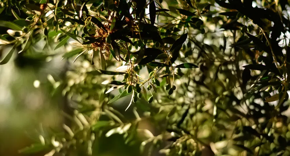 Пандемия нападна и маслините