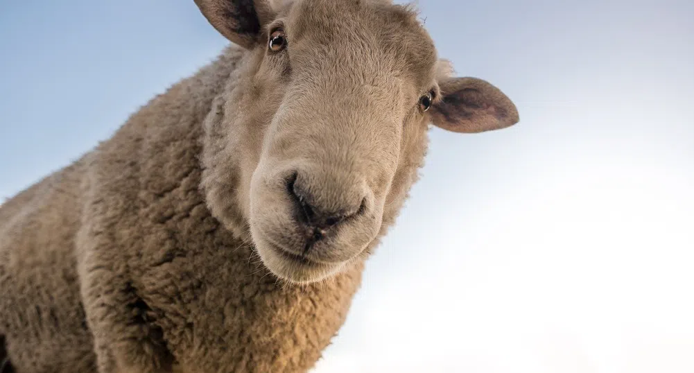 Явлението велика овча паника, заради което животните полудяват