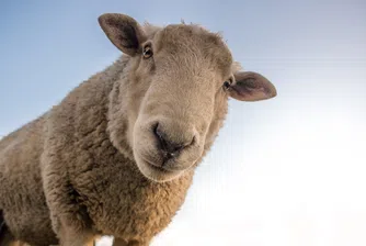 Явлението велика овча паника, заради което животните полудяват