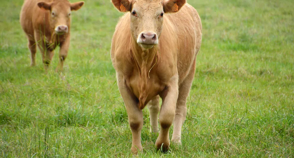 Британци създадоха приложение за запознанства за... крави