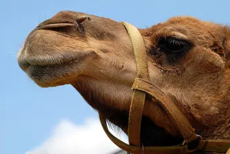 Дават 31 млн. долара като награда в конкурс за красота за камили