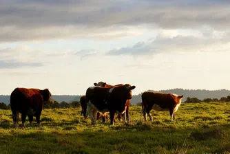 Полша издаде смъртна присъда на 180 крави