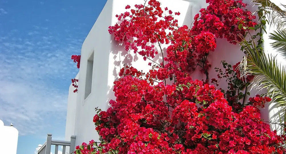 Осемдневен all inclusive круиз до най-красивите гръцки острови