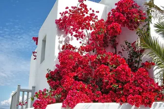 Осемдневен all inclusive круиз до най-красивите гръцки острови