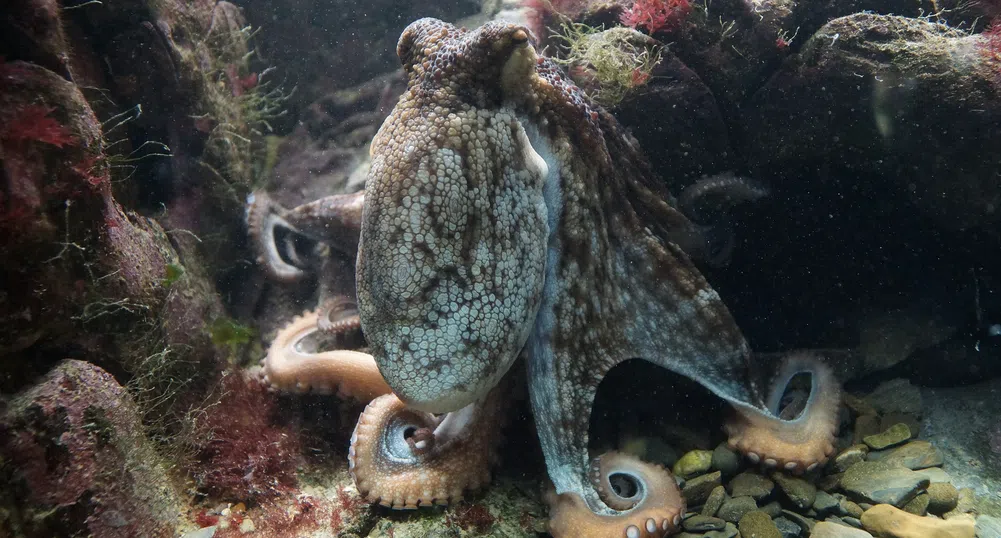 Най-отровният октопод в света обитава аквариум в музей в Пловдив
