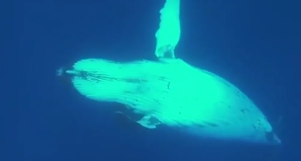 Гърбат кит спаси биолог от нападение на акула