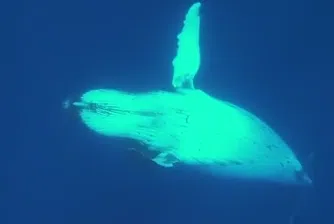 Гърбат кит спаси биолог от нападение на акула