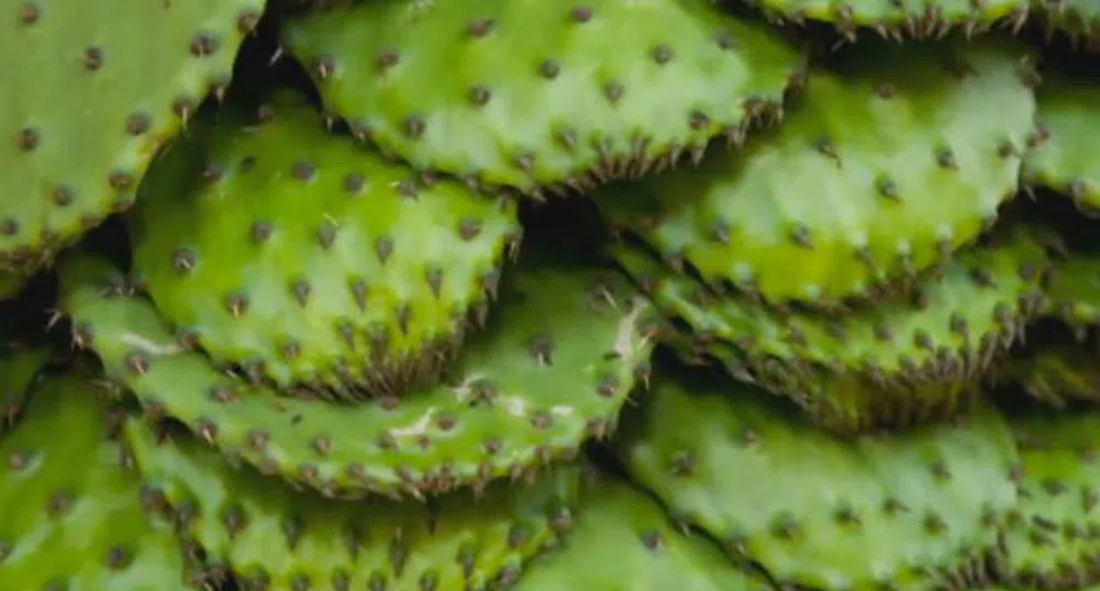 Биогориво от кактуси произвеждат в Мексико